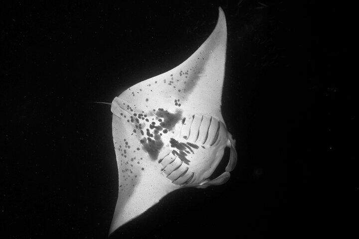 Kona’s Best Manta Ray Night Snorkel Small Group Experience