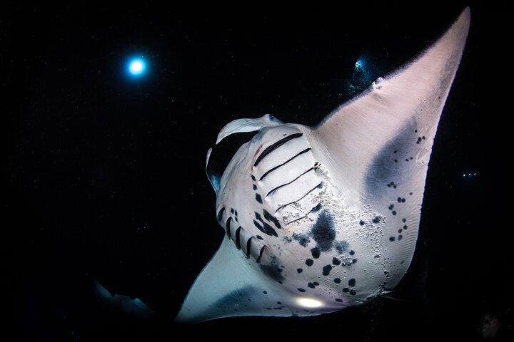 Kona’s Best Manta Ray Night Snorkel Small Group Experience