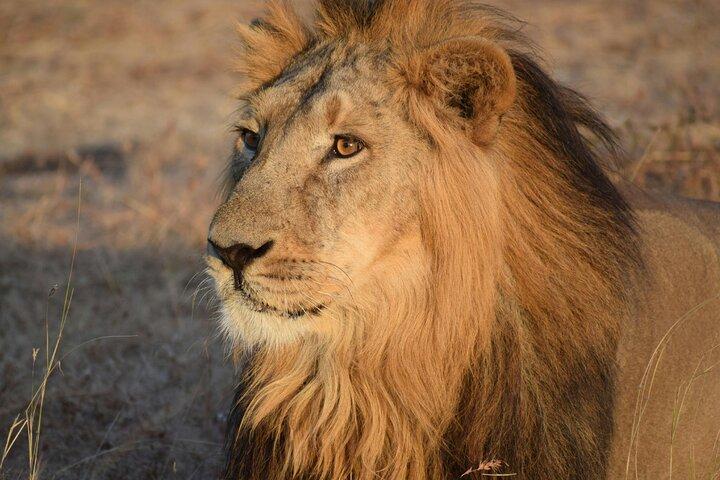 3 Day Adventure: Game Drive Safari in Maasai Mara from Nairobi