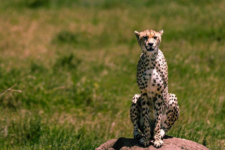 Arusha: 9 Day Multi-Park Flexible Migration Roundtrip safari