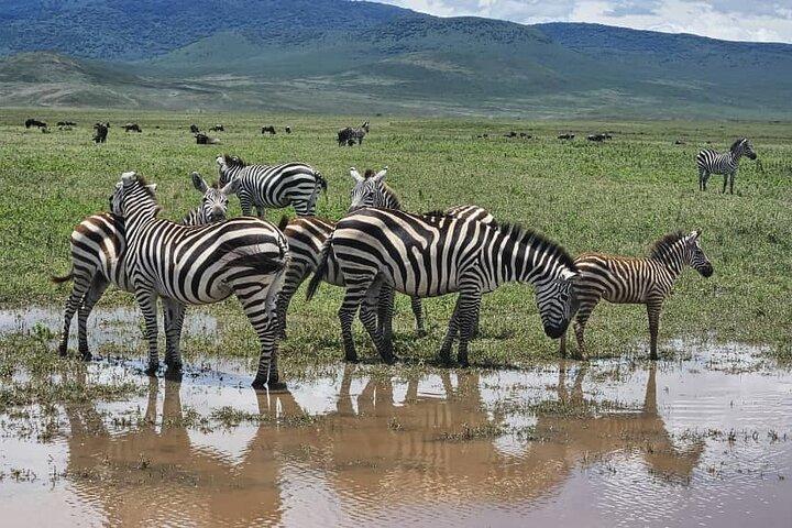 7 Day Exclusive Serengeti Safari Witness the Mara River Crossing