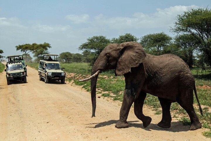 4 Days Adventure Camp Safari toTarangire Serengeti and Ngorongoro