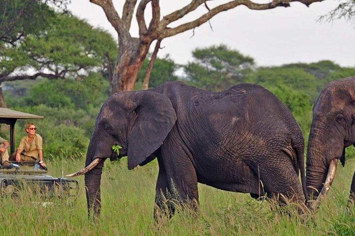 4 Days Adventure Camp Safari toTarangire Serengeti and Ngorongoro