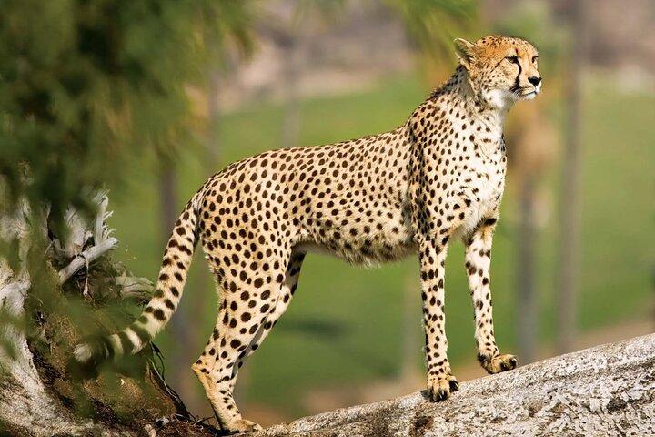 7 Day Exclusive Serengeti Safari Witness the Mara River Crossing