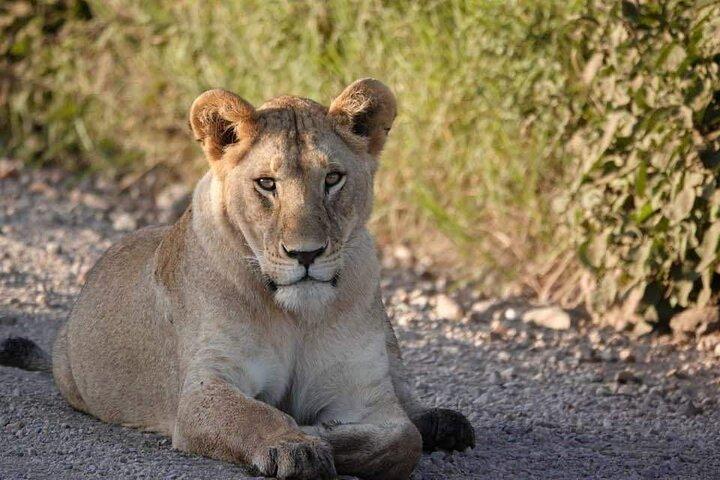 3 Days Private Tour in Tarangire, Ngorongoro and Lake Manyara