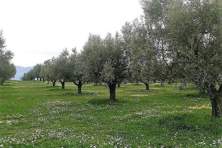 Mercedes Private Olive and Wine Tour..in the fields