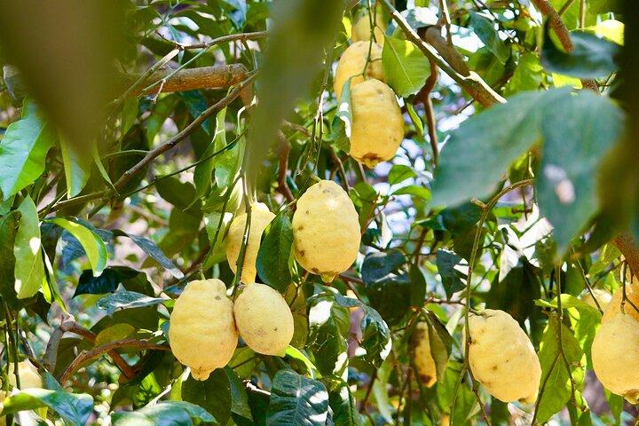 Tasting Limoncello, Oil and Typical Products in Farmhouse