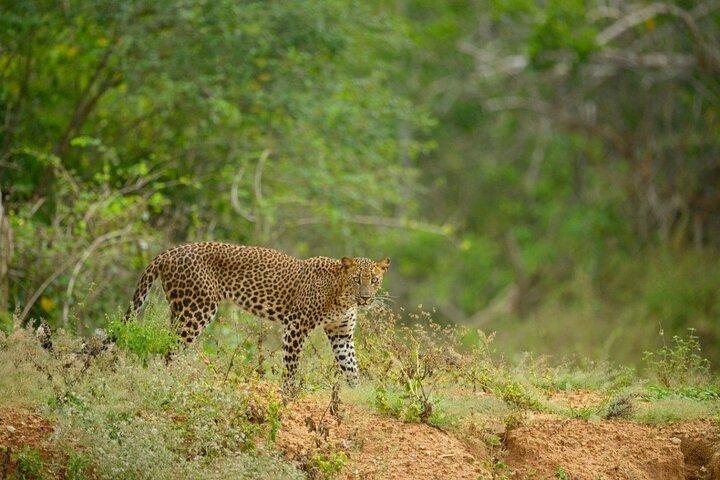Sri Lanka 14 Days All Inclusive Tour