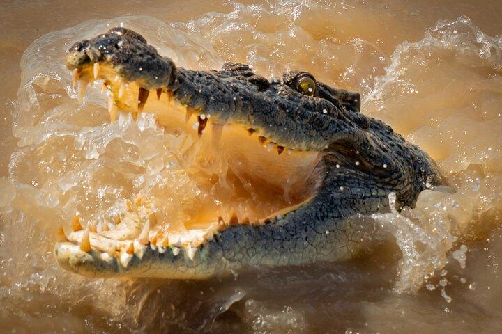 Jumping Crocodiles + Wetlands Half-Day