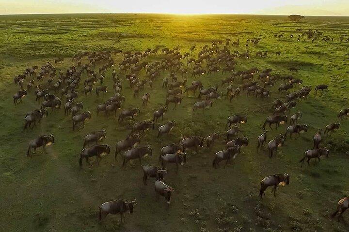 3 Days Great Migration Safari at Serengeti & Ngorongoro Crater