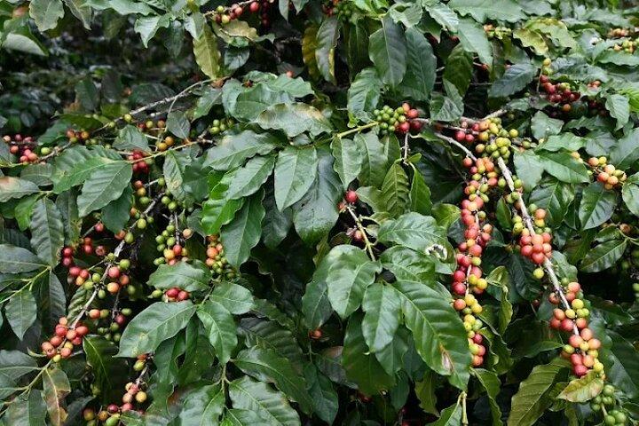 Blue Mountain Coffee Hike and Tour