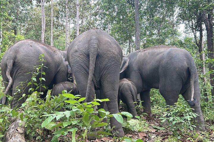 Chiang Mai Half Day Tour: Doi Inthanon Elephant Sanctuary