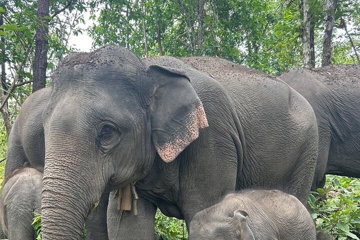 Chiang Mai Half Day Tour: Doi Inthanon Elephant Sanctuary