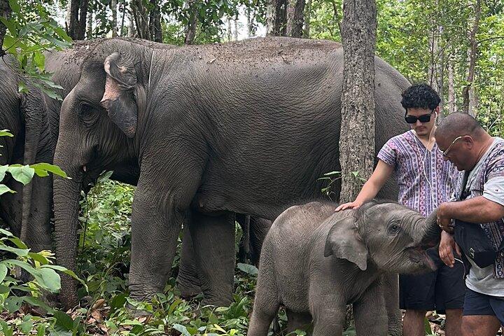 Chiang Mai Half Day Tour: Doi Inthanon Elephant Sanctuary