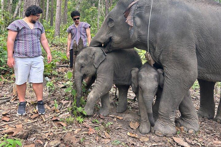 Chiang Mai 1 Day: Elephant Sanctuary, Waterfall & Bamboo Rafting