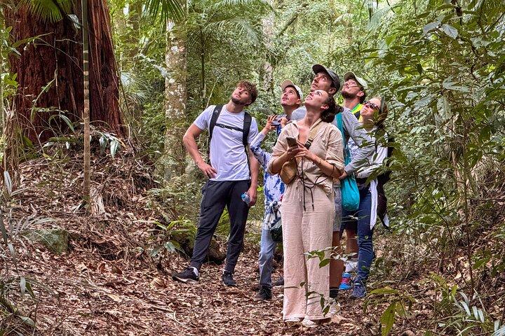 Tijuca Forest: Waterfalls, Cave, and Wildlife