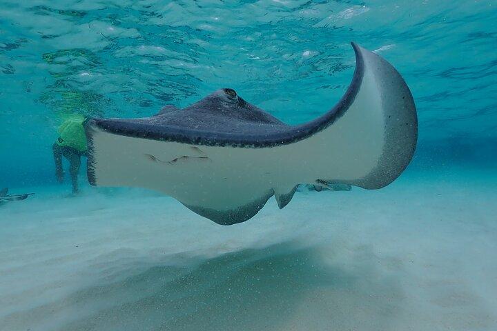 (Family owned) Stingray city sandbar, Starfish Beach & Snorkeling