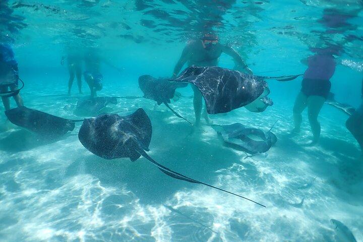 (Family owned) Stingray city sandbar, Starfish Beach & Snorkeling