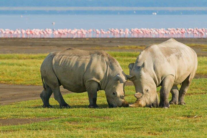 The Great Kenya Escape Safari Splendor and Coastal Bliss