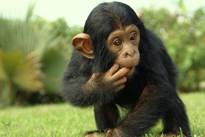 1-Day Ngamba Island chimpanzee tour