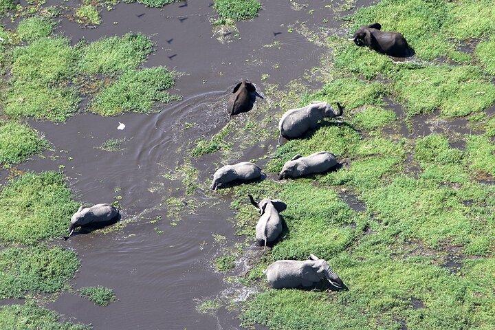 The Great Kenya Escape Safari Splendor and Coastal Bliss