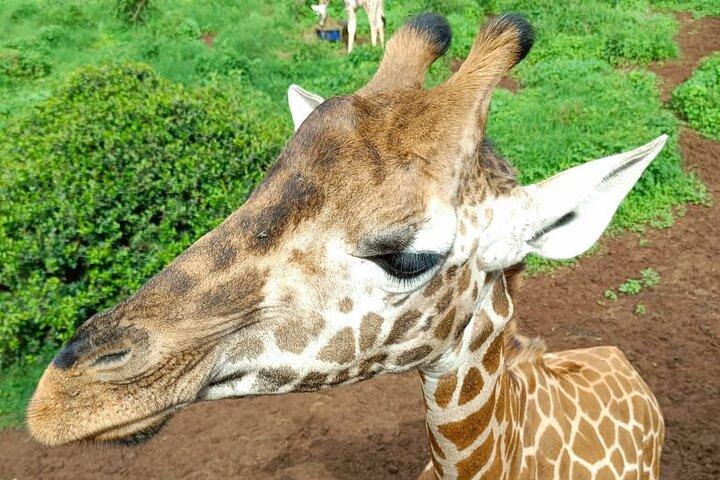 Day tour to Giraffe Center and Karen Blixen Museum