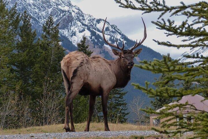 Banff Highlights and Wildlife Small Group Tour with Gondola