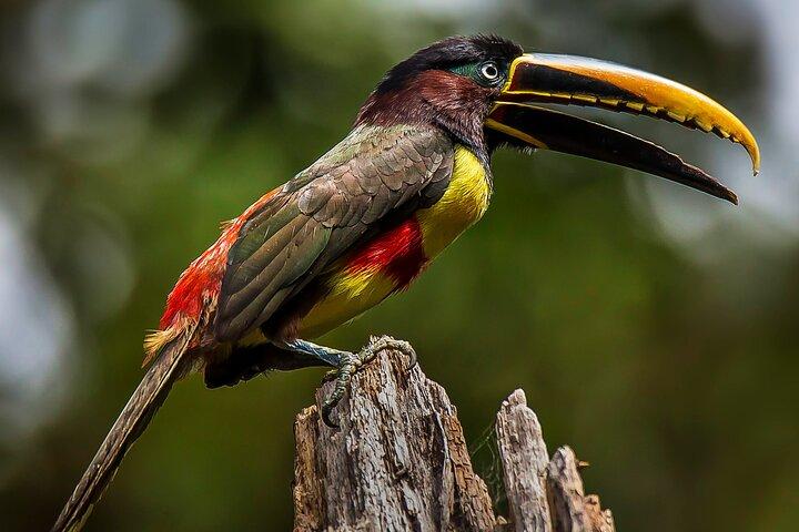 Manu National Park Tour 3 Days