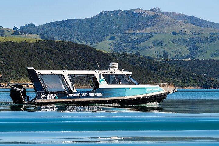 Akaroa Swim with Dolphins Tour from Christchurch