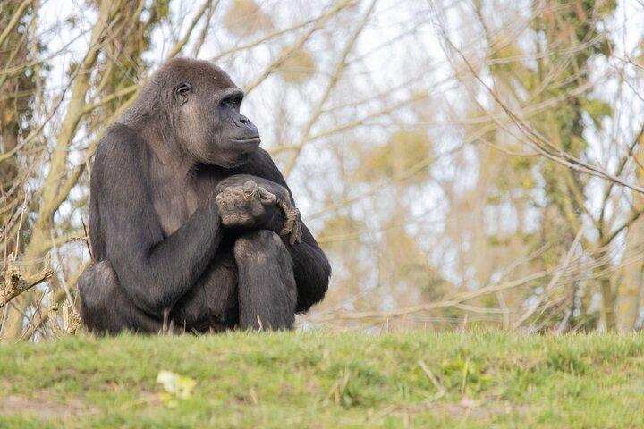 1 Day Gorilla Trekking in Volcanoes NP From Kigali