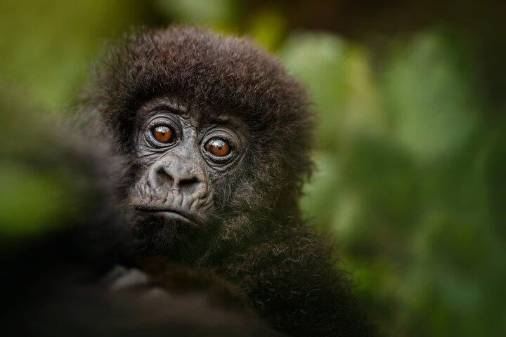 1 Day Gorilla Trekking in Volcanoes NP From Kigali
