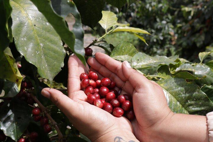 Coffee Farm Tour from Bogotá – Be a Farmer for a Day