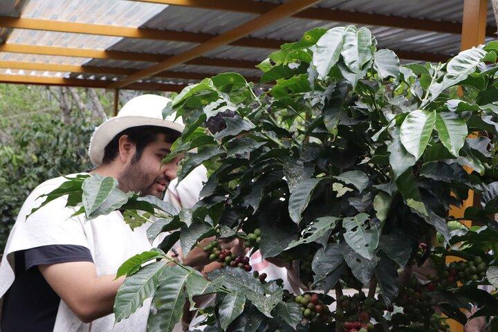 Coffee Farm Tour from Bogotá – Be a Farmer for a Day