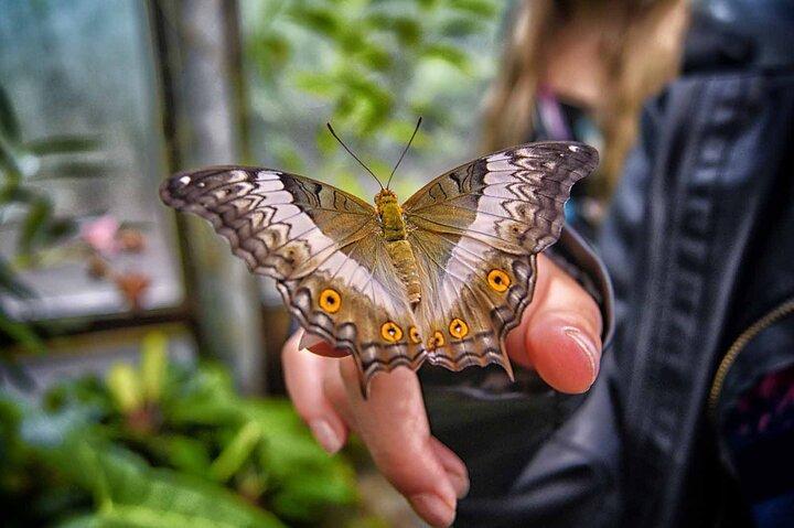Dubai Butterfly Garden Ticket Deals