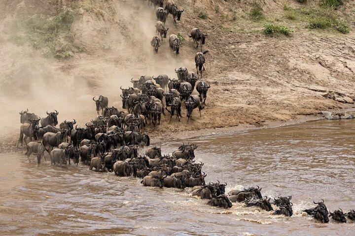 4 Day Maasai Mara and Lake Nakuru Adventure Safari from Nairobi