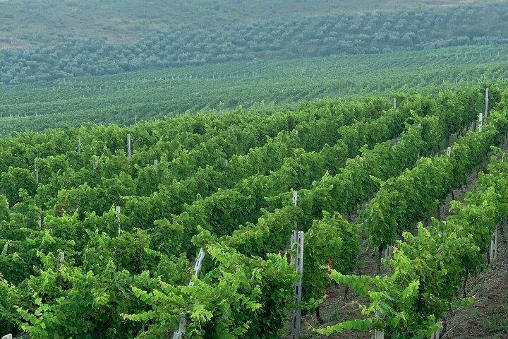 Zvernec Monastery, Apollonia and Wine Tasting From Vlora
