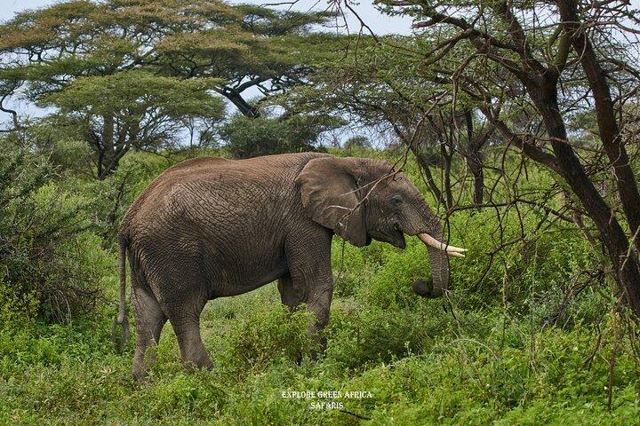 3 Day Safari in Serengeti National Park and Ngorongoro crater