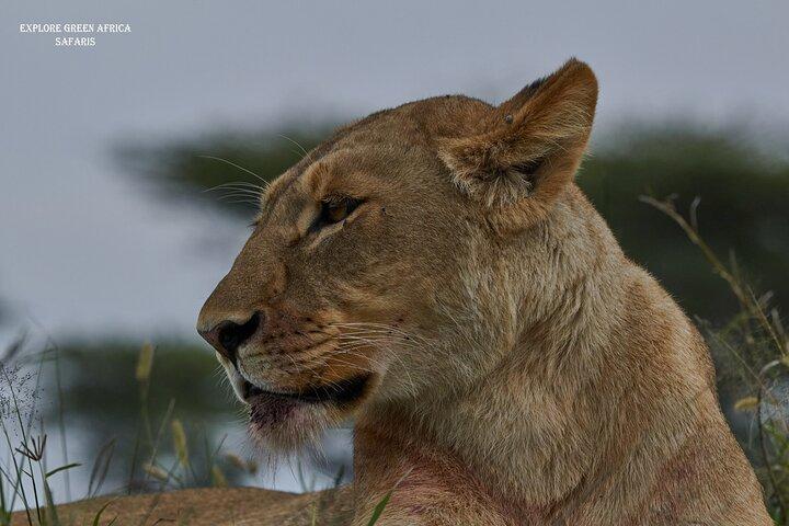 3 Day Safari in Serengeti National Park and Ngorongoro crater