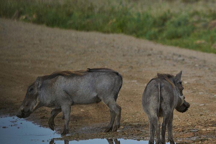 3 Day Safari in Serengeti National Park and Ngorongoro crater