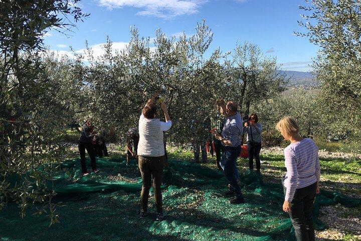 Visit olive groves and oil mill with oil tasting in Trevi in Umbria
