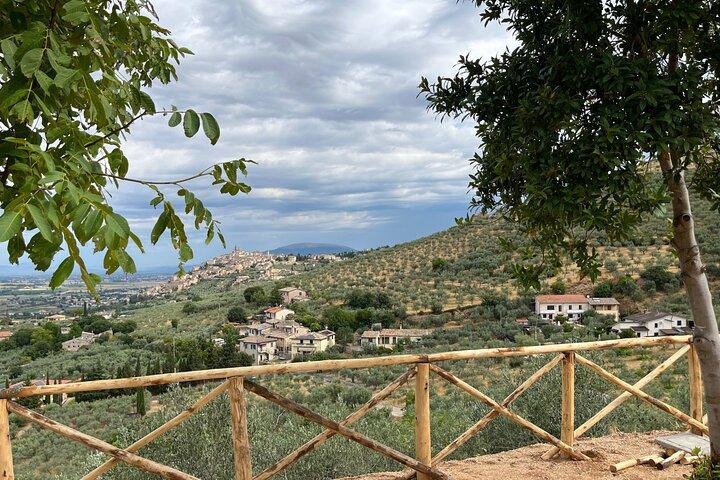 Visit olive groves and oil mill with oil tasting in Trevi in Umbria