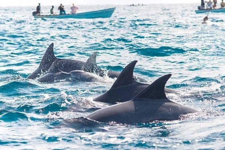 Zanzibar Mnemba Island Snorkeling & Dolphin Watching Adventure