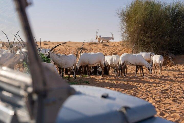 57 Dune Bashing + Heritage Desert Experience