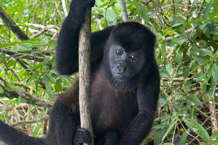 Wildlife Boat Tour in the Panama Canal Lake