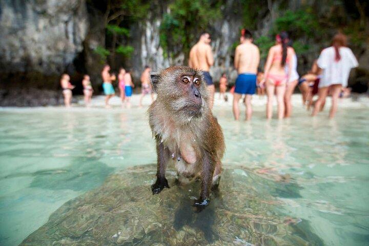 Phi Phi Islands Speedboat Tour: Khai & Maya