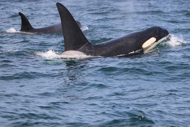 Lisbon: Dolphin Watching with a Marine Biologist - Ocean Safari