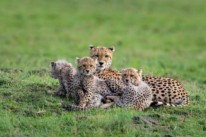 Private 6-Day Kilimanjaro Tour with Transportation