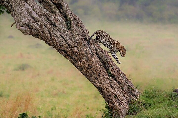 Private 6-Day Kilimanjaro Tour with Transportation