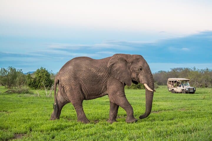 3 Days Amboseli Safari Game Drives Under Kilimanjaro Snows