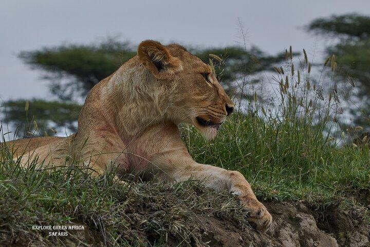 5 Day Northern Serengeti Great Migration Crossing Mara River